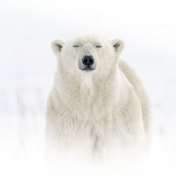 Zen Bear