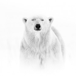 Zen Bear