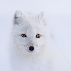 Arctic Fox
