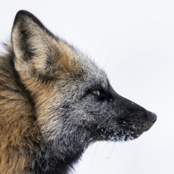 Cross Fox