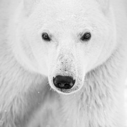 Portrait Black and White