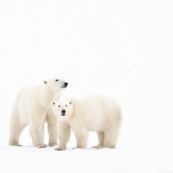 Mother and Cub