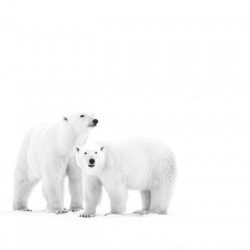 Mother and Cub Black and White