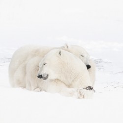Snow Buddies