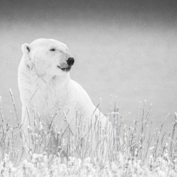 Mr. Cool Black and White