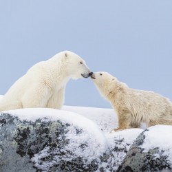Northern Kiss
