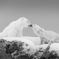 Northern Kiss Black and White
