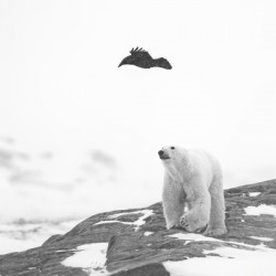 As the Raven Flys