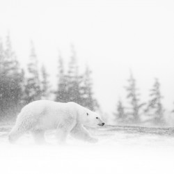 Cool as a Polar Bear