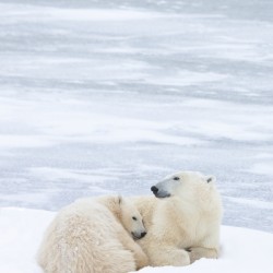 Northern Comfort   