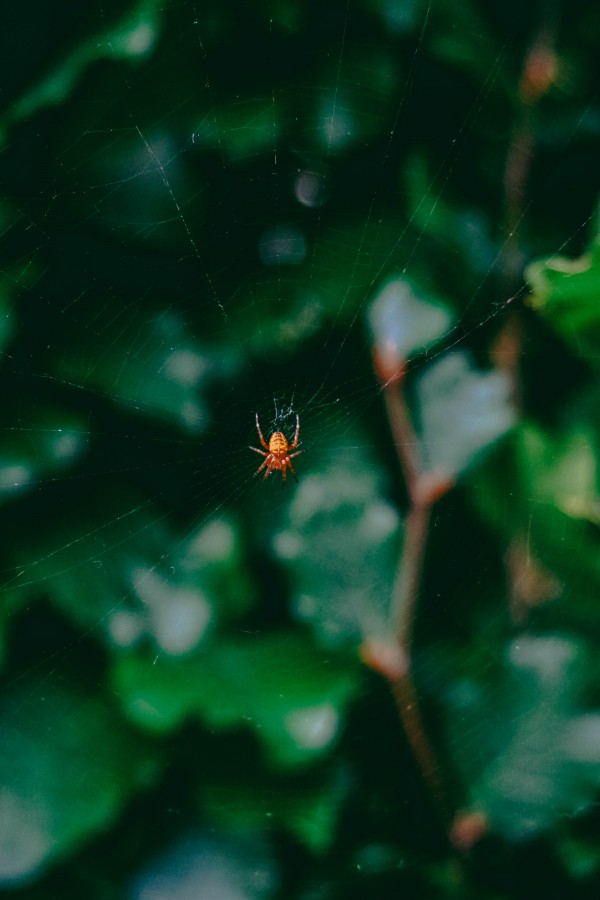 His Name Is Peter Print