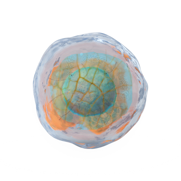 Human Cell 1.2 Print
