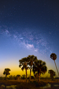 Dawn of the Everglades