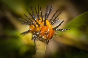 Gulf Fritillary Caterpillar