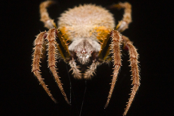 The Nocturnal Architect Print