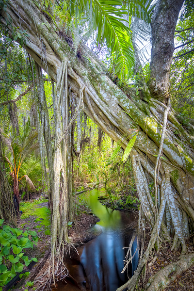 A Day at Banyan Creek Print