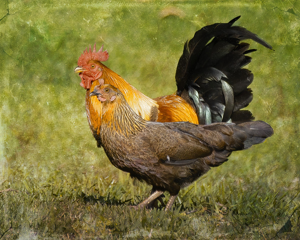 Meet the Chickens by Visual Voyages Fine Art