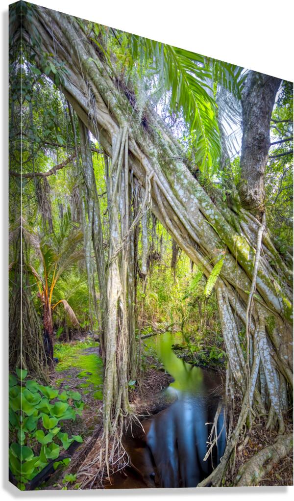A Day at Banyan Creek Canvas Print