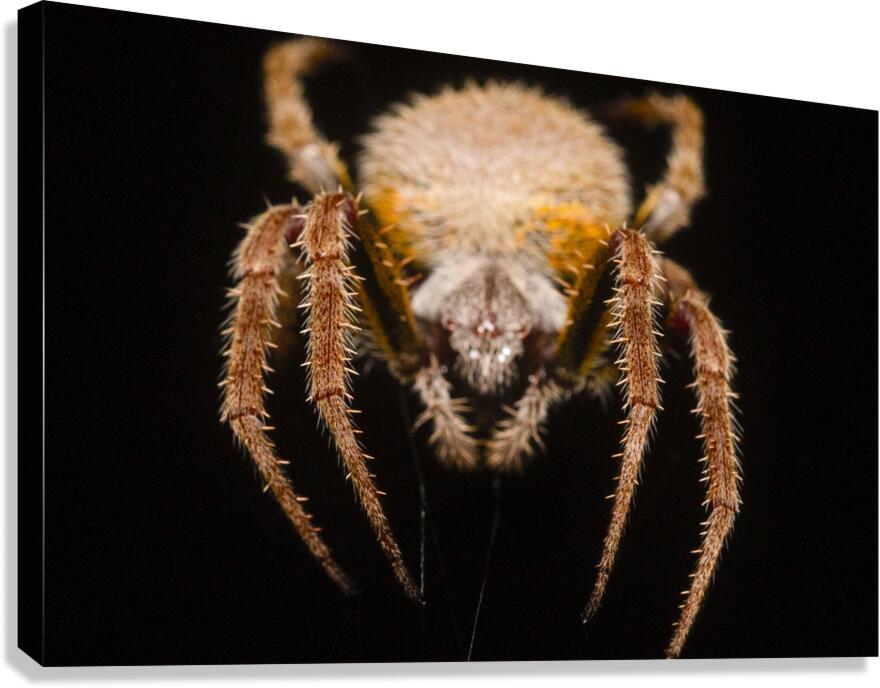 The Nocturnal Architect Canvas Print