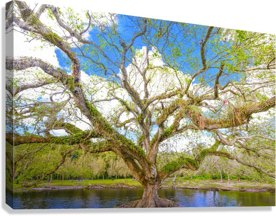 Live Oak Tree Canvas Print