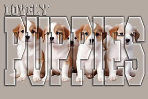 lovely puppies