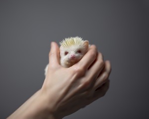 Hands holding a cute albino hedgehog in front of a grey background