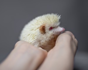 Hands holding a cute albino hedgehog in front of a grey background