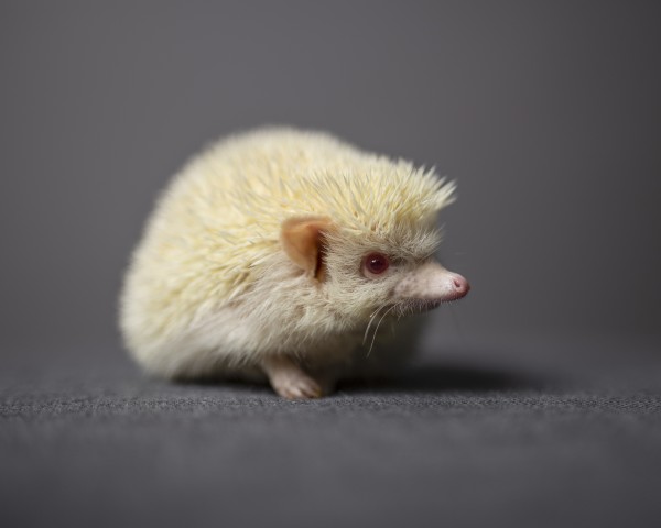 A cute albino hedgehog standing alone while looking away in front of a grey background by Artmood Visualz