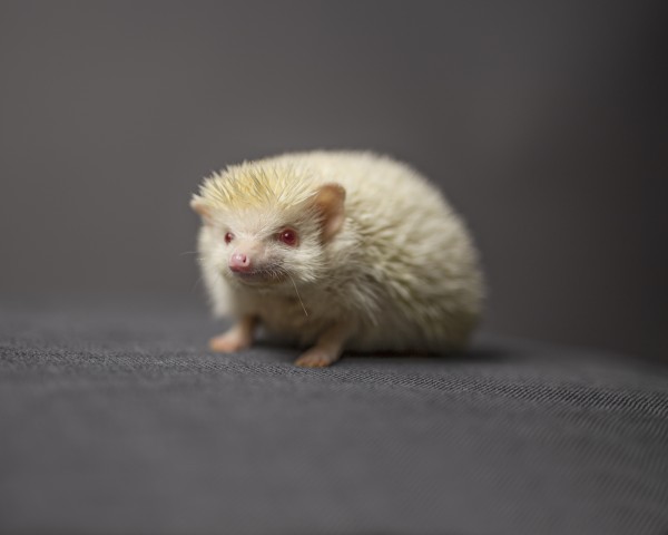 A cute albino hedgehog standing alone while looking at the camera in front of a grey background by Artmood Visualz