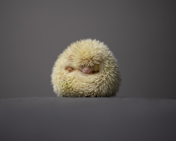 A cute albino hedgehog curled up in a ball alone in front of the camera in front of a grey background by Artmood Visualz