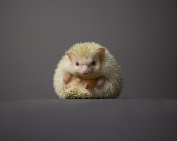 A cute albino hedgehog curled up in a ball looking at the camera in front of a grey background by Artmood Visualz