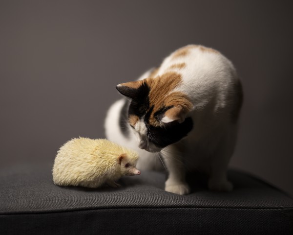 A cat and a cute albino hedgehog interacting with each other in front of a grey background by Artmood Visualz