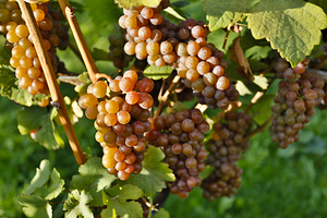 Organic Ripe Pinot Gris Grapes Okanagan Valley Vineyard