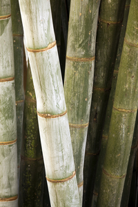 Giant Bamboo 