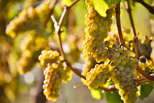 Organic Ripe Chardonnay Grapes Okanagan Valley Vineyard by Kevin Miller Photography