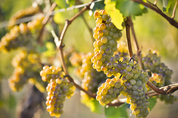 Organic Ripe Chardonnay Grapes Okanagan Valley Vineyard by Kevin Miller Photography
