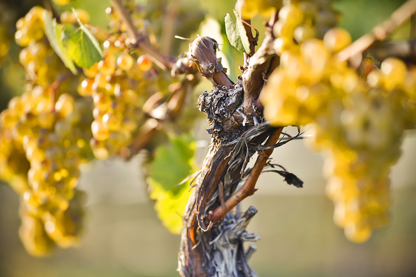 Organic Ripe Chardonnay Grapes Okanagan Valley Vineyard by Kevin Miller Photography