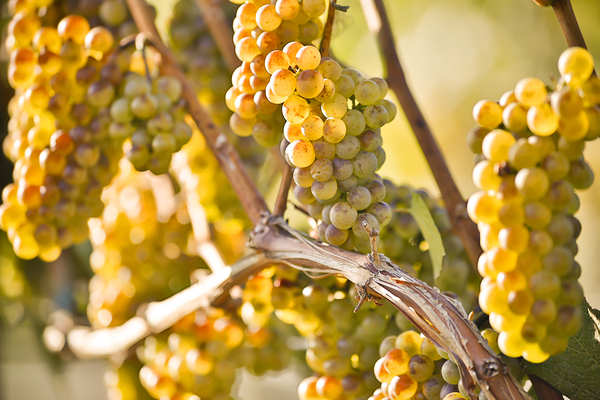 Organic Ripe Chardonnay Grapes Okanagan Valley Vineyard by Kevin Miller Photography