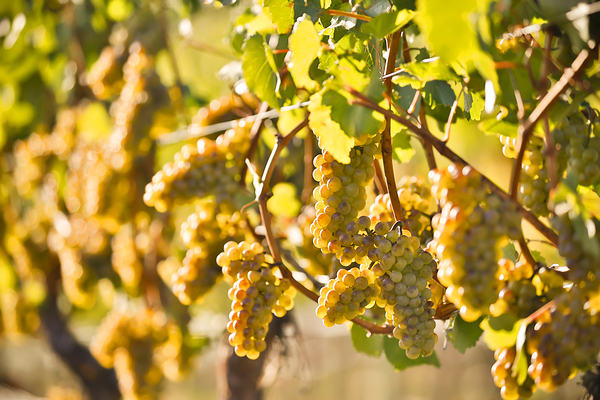 Organic Ripe Chardonnay Grapes Okanagan Valley Vineyard by Kevin Miller Photography