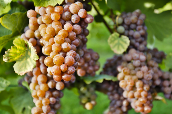 Organic Ripe Pinot Gris Grapes Okanagan Valley Vineyard Print