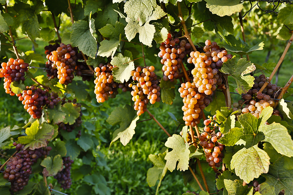 Organic Ripe Pinot Gris Grapes Okanagan Valley Vineyard Print