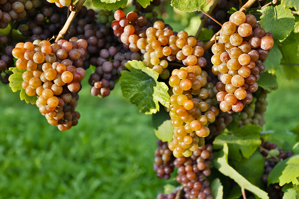 Organic Ripe Pinot Gris Grapes Okanagan Valley Vineyard Print