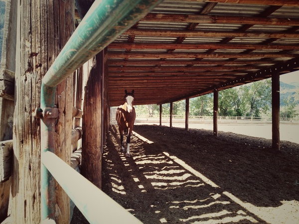Horse stable. Canadian countryside with farm animal concept. by Kevin Miller Photography
