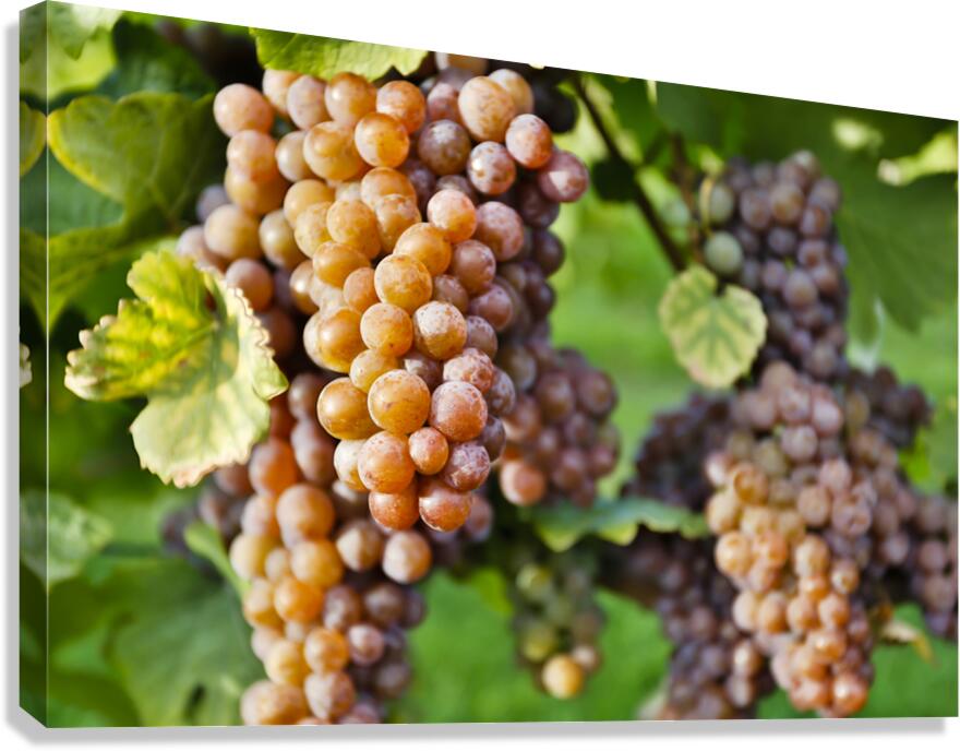Organic Ripe Pinot Gris Grapes Okanagan Valley Vineyard Canvas Print