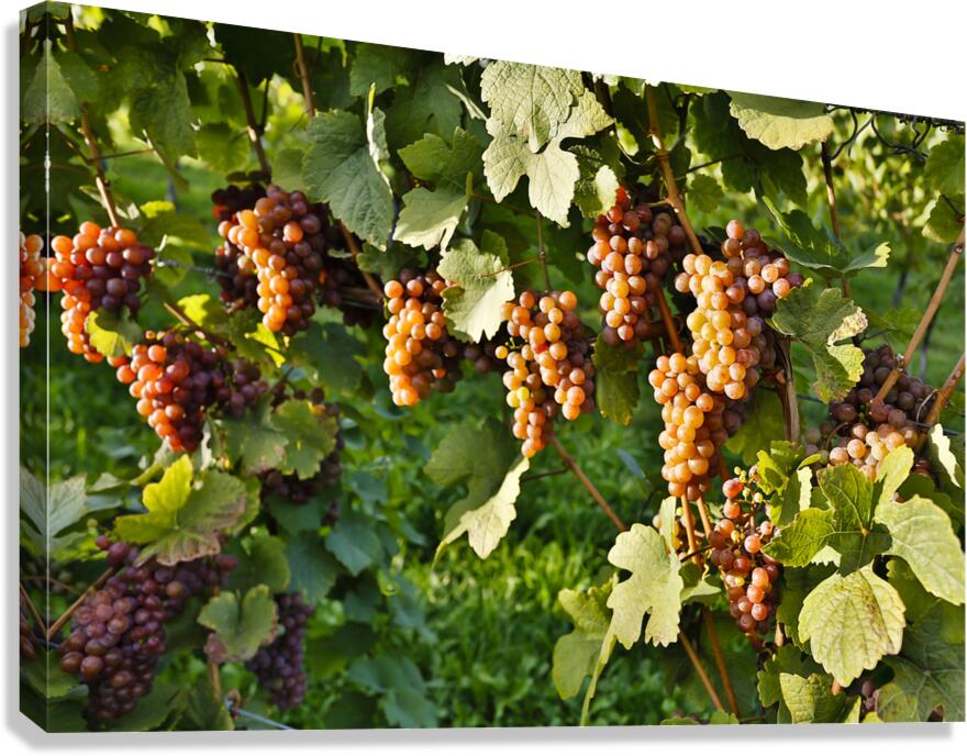 Organic Ripe Pinot Gris Grapes Okanagan Valley Vineyard Canvas Print