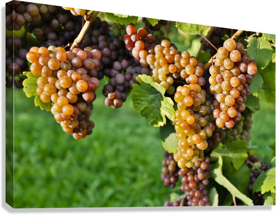 Organic Ripe Pinot Gris Grapes Okanagan Valley Vineyard Canvas Print