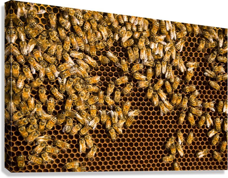 beekeeper  6 Canvas Print