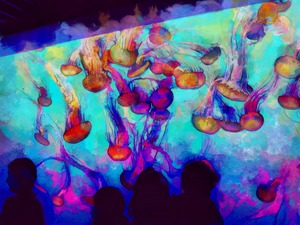 Rainbow Jellyfish