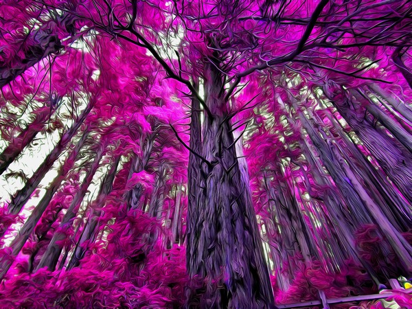 Magnificent Trees Purple Acrylic by J R Picard