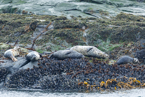 Pacific Harbour Seals